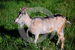 White goat grazing on a green meadow on a sunny day