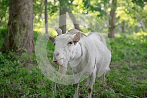 White goat grazing in a green oasis. close-up portrait