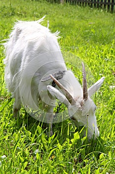 White goat grazing on the meadow