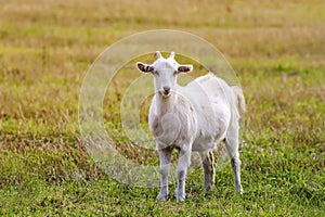 White goat grazing on a meadow