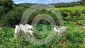 White goat grazing on the meadow in a springtime