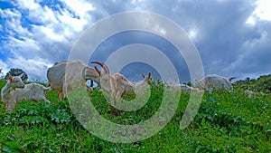 White goat grazing on the meadow on a springtime