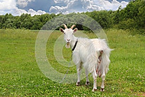 White goat grazing photo