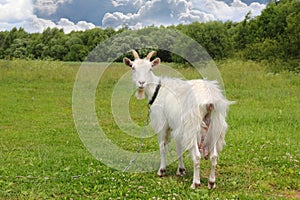 White goat grazing