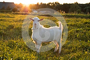 White Goat Grazing On Meadow Under Sunset Sun.