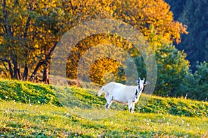 A white goat grazing on a meadow.