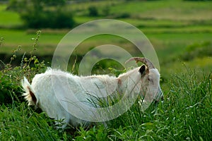 White goat grazing on the pasture at daytime