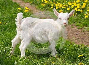 White goat on green grass