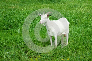 White goat