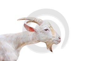 White goat head standing open eye isolated on white background ,clipping path,apra aegagrus hircus relaxed time