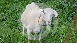 A white goat without horn grazing in the field. The goat eats grass. Goat chewing grass.