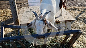 White goat with horns and brown spots eating hay