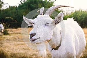 White goat with horns closeup