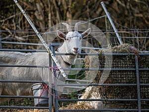 White goat in improvised pen on smallholding. Agriculture uk.