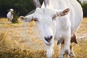 White goat with horns looking into the camera