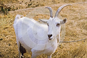 White goat with horns on a yellow field
