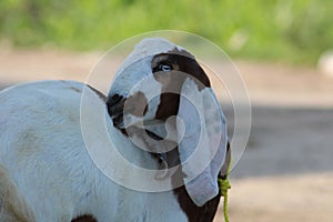 White goat from indian breed of goats