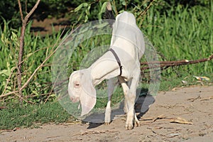 White goat from indian breed of goats a domestic dairy animal