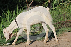 White goat from indian breed of goats a domestic dairy animal