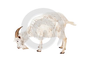 White goat isolated on white background.