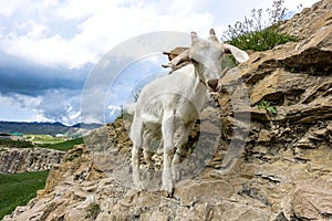 White goat at the Khunzakh Valley on the rocks, Khunzakh waterfalls, Dagestan 2021