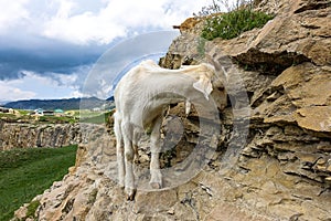 White goat at the Khunzakh Valley on the rocks, Khunzakh waterfalls, Dagestan 2021