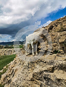 White goat at the Khunzakh Valley on the rocks, Khunzakh waterfalls, Dagestan 2021