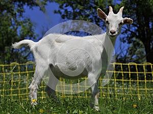 White Goat kid