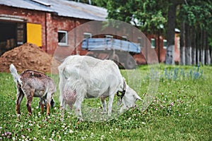 White goat and kid eating grass on a farm in summer