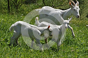 White Goat and kids