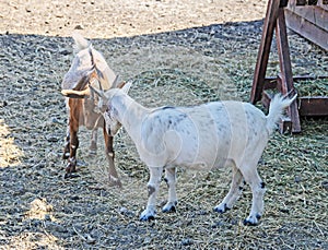 White goat kids playing, goatling, outdoor