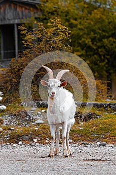 White goat looking at the camera