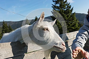 White goat looks over the fence