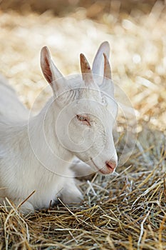 White goat lying in the dry grass