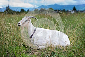 White Goat Lying in Grass Field with Mountains Behind