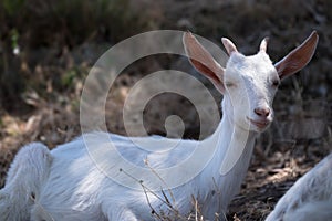 White goat lying in the shade of a tree