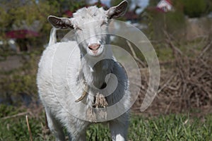 White goat meadow portrait