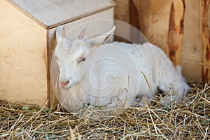 White goat near the wooden structures