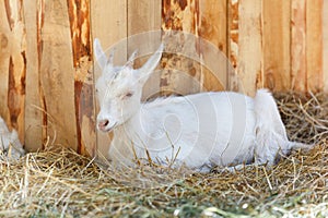 White goat near the wooden wall