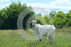 White goat outdoors. Goat Standing In Farm Pasture. Shot Of A Herd Of Cattle On A Dairy Farm. Nature, Farm, Animals Concept.