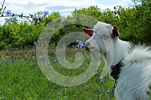 White goat outdoors. Goat Standing In Farm Pasture. Shot Of A Herd Of Cattle On A Dairy Farm. Nature, Farm, Animals Concept.