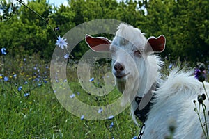 White goat outdoors. Goat Standing In Farm Pasture. Shot Of A Herd Of Cattle On A Dairy Farm. Nature, Farm, Animals Concept.