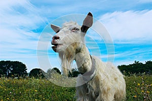 White goat outdoors. Goat Standing In Farm Pasture. Shot Of A Herd Of Cattle On A Dairy Farm. Nature, Farm, Animals Concept.