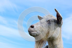 White goat outdoors. Goat Standing In Farm Pasture. Shot Of A Herd Of Cattle On A Dairy Farm. Nature, Farm, Animals Concept.