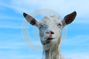 White goat outdoors. Goat Standing In Farm Pasture. Shot Of A Herd Of Cattle On A Dairy Farm. Nature, Farm, Animals Concept.