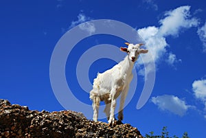 White goat over blue sky