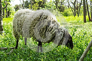 White goat in the park. Black Goat chewing grass in the field