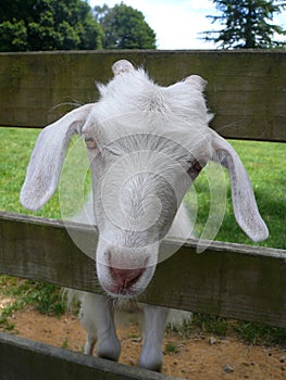 White goat poking its head through wooden fence
