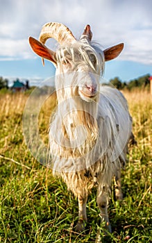 White goat portrait