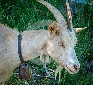 White Goat portrait. Alpine mountain goat